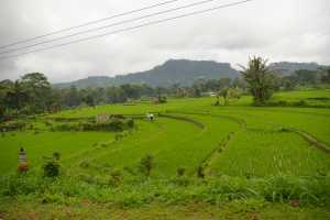 Rice field of Sibetan